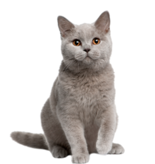 Alimentos Gatos