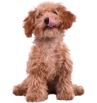 Alimentos Perros