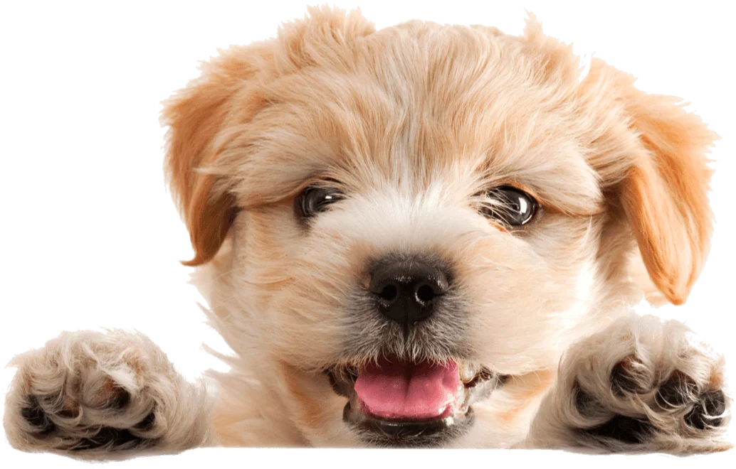 Perrito Agropets Spa